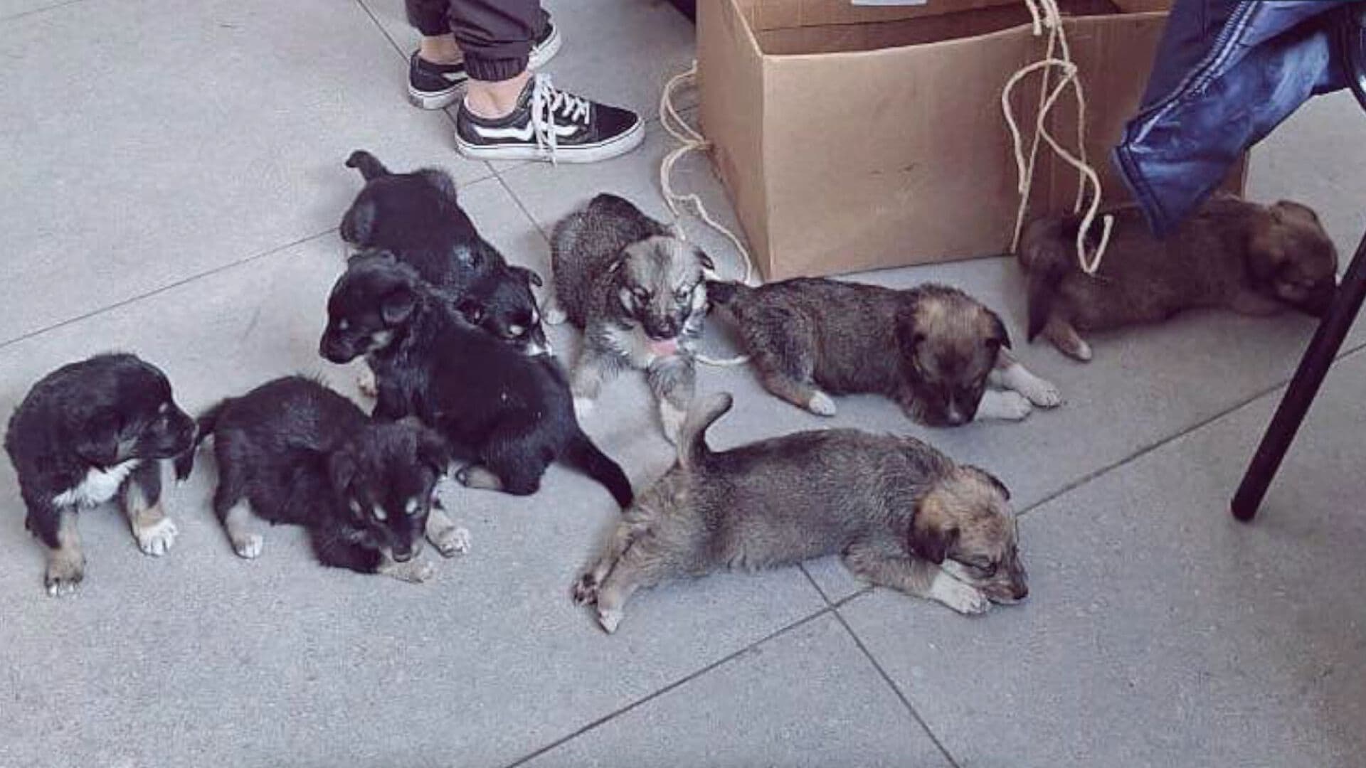 Nueve Cachorros Perros Abandonados Caja Cartón Vivienda Maltrato Animal Tlaxcala
