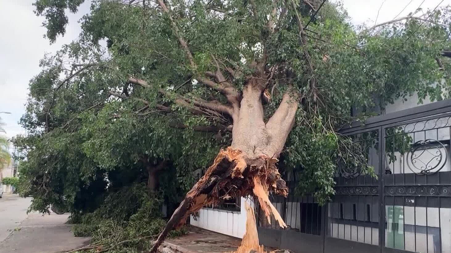 Caen 18 Árboles en Vehículos Estacionados en la Zona Metropolitana de Guadalajara tras Tormenta