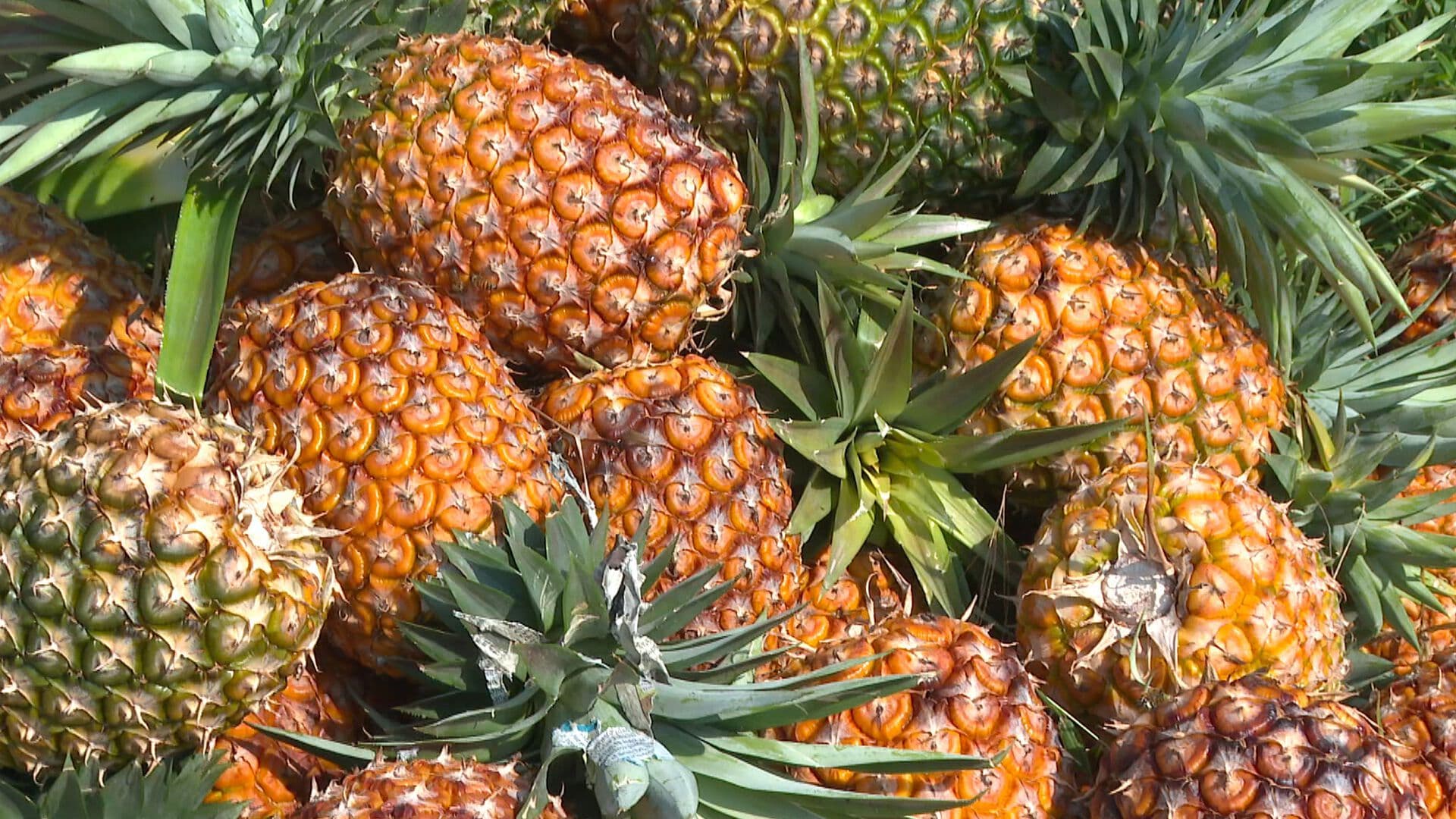 Productores de Piña Reportan Pérdidas Ante Falta de Mercado en Ciudad Isla Los Robles Veracruz