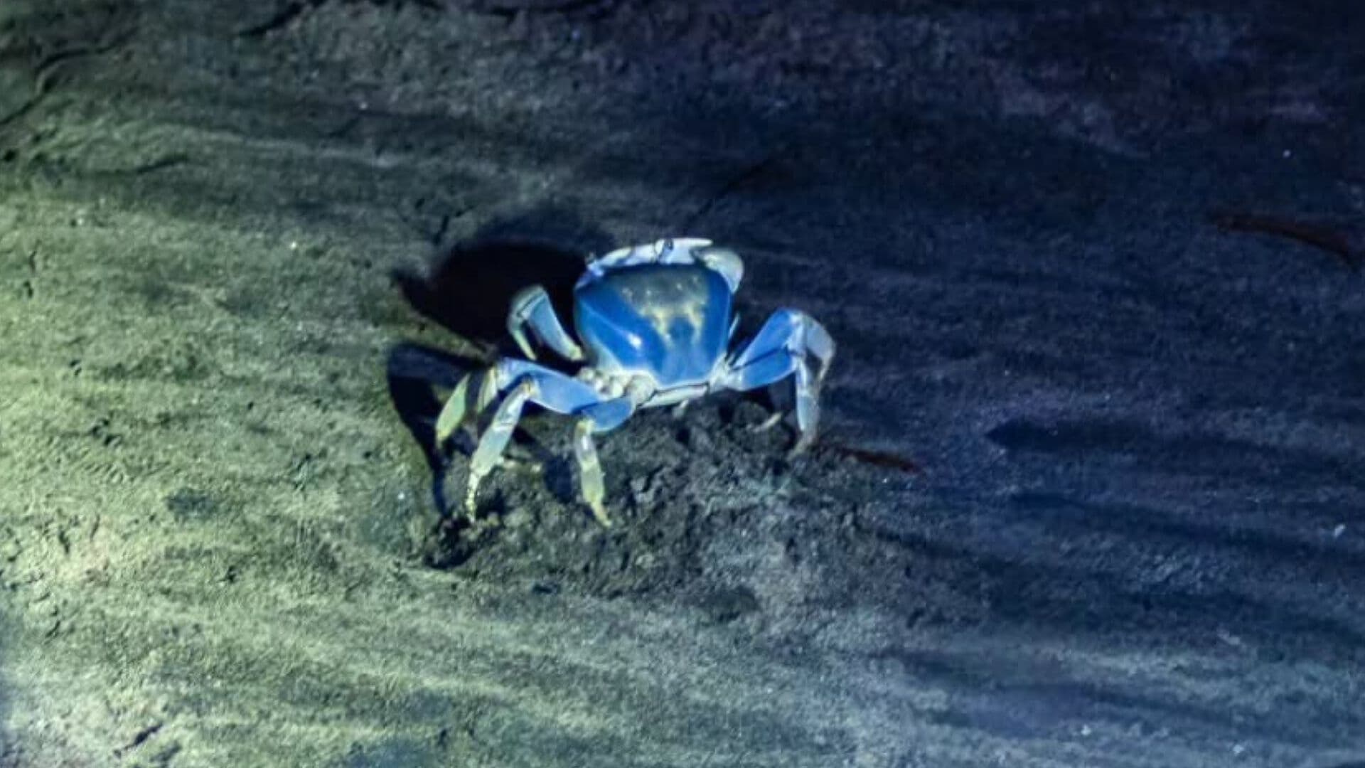 Veracruzanos Realizan ‘Cangrejada’ para Reubicar al Cangrejo Azul Hacia la Zona de Playas