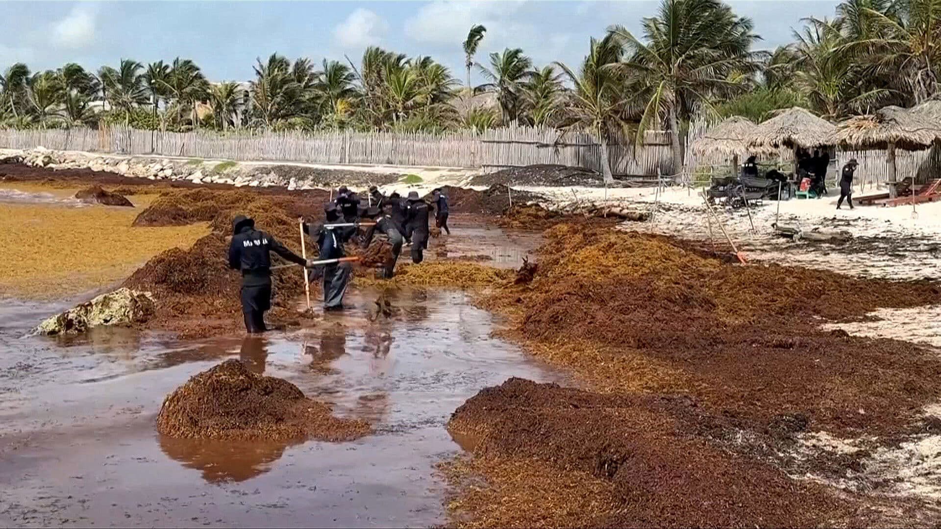 Tulum, Quintana Roo, Enfrenta Crisis por Recale Histórico de Sargazo