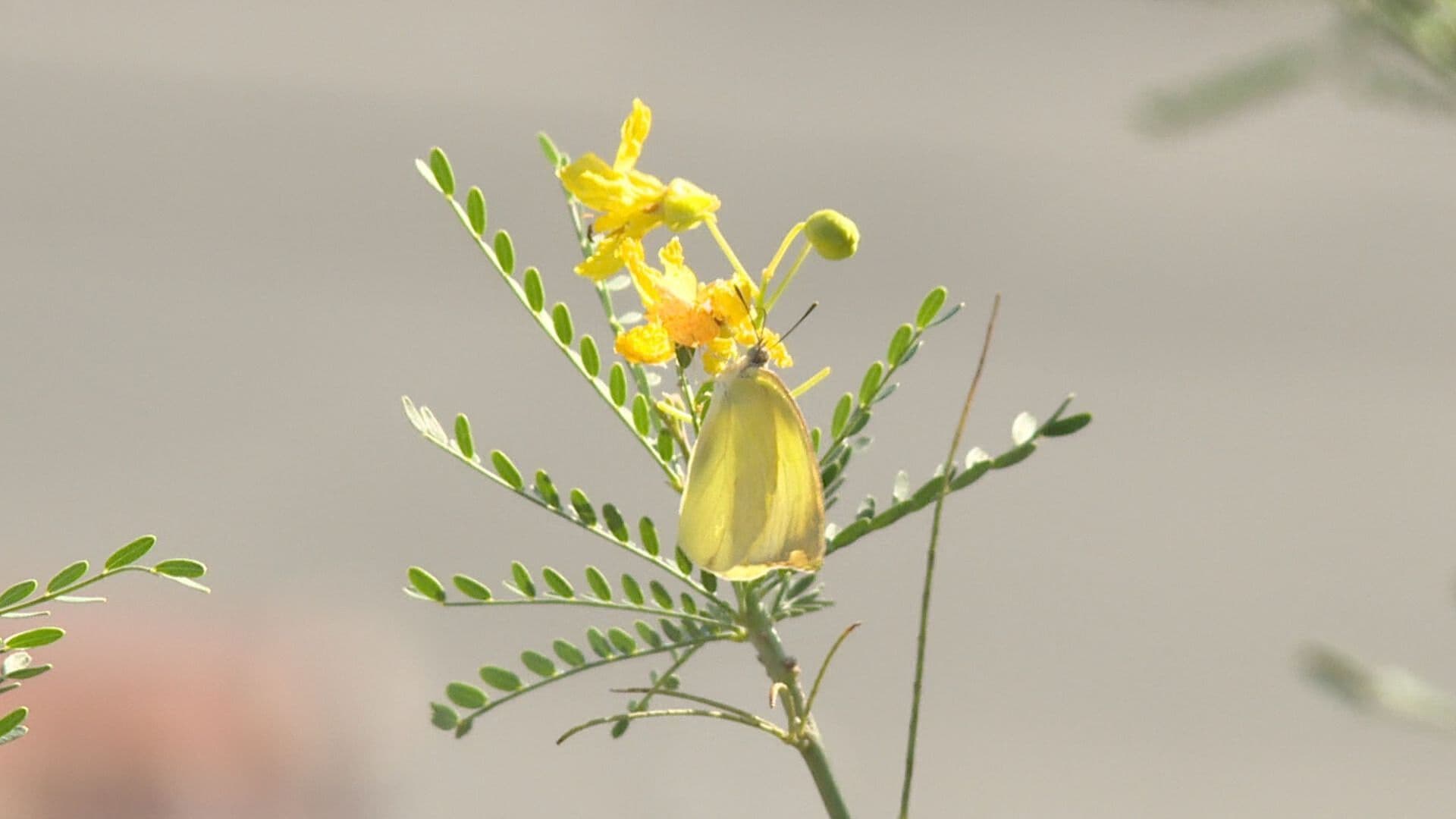 ¿Viste Mariposas Amarillas en Hermosillo? Biólogo Explica su Aparición
