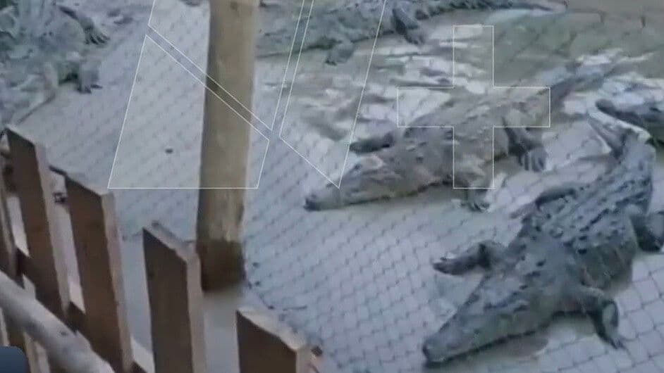 Alertan por Avistamiento de Cocodrilos en Zihuatanejo Luego de las Fuertes Lluvias