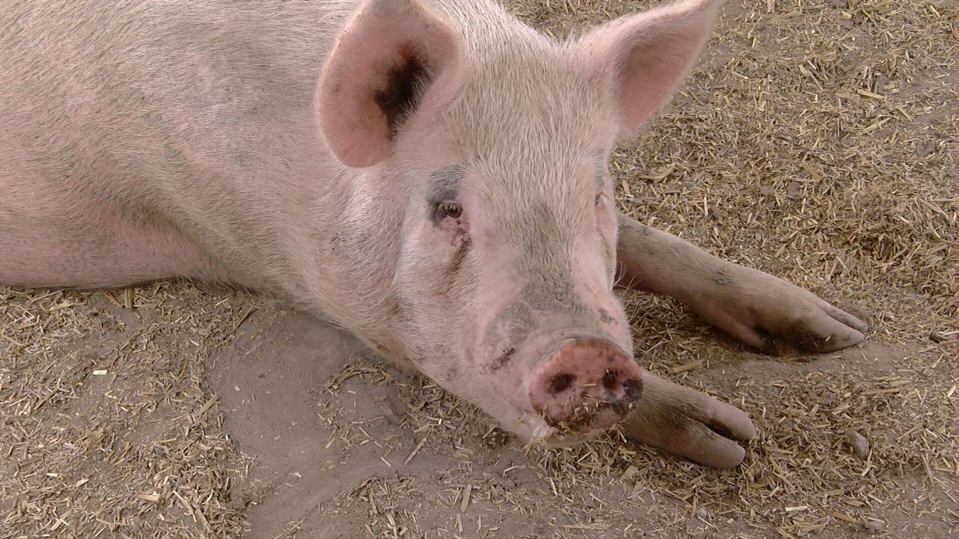 Mini Pigs: Fundación Rescata Cerdos Miniatura Abandonados por sus Dueños en Tijuana