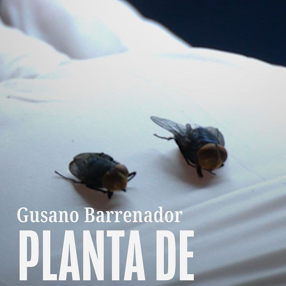 Gusano Barrenador PLANTA DE MOSCAS