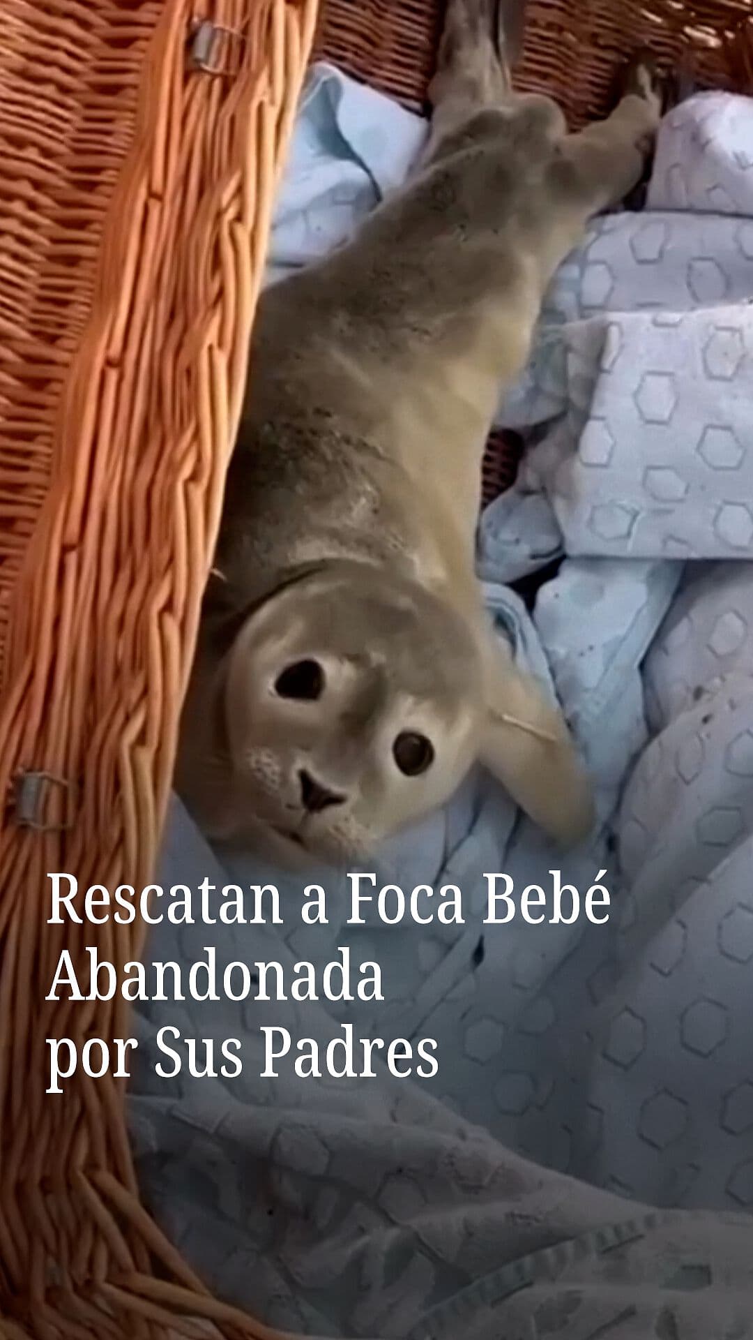Rescatan a Foca Bebé Abandonada por Sus Padres