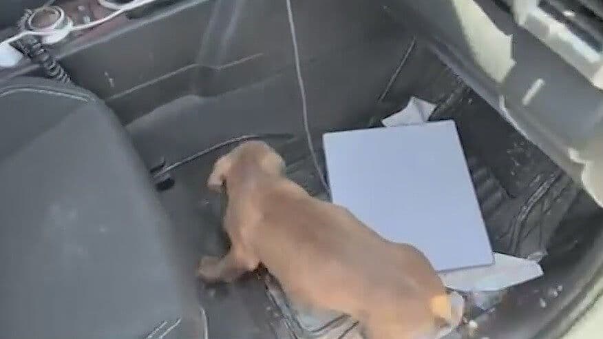 Rescatan a 2 Perritos Atrapados Entre Escombros en Santa Catarina