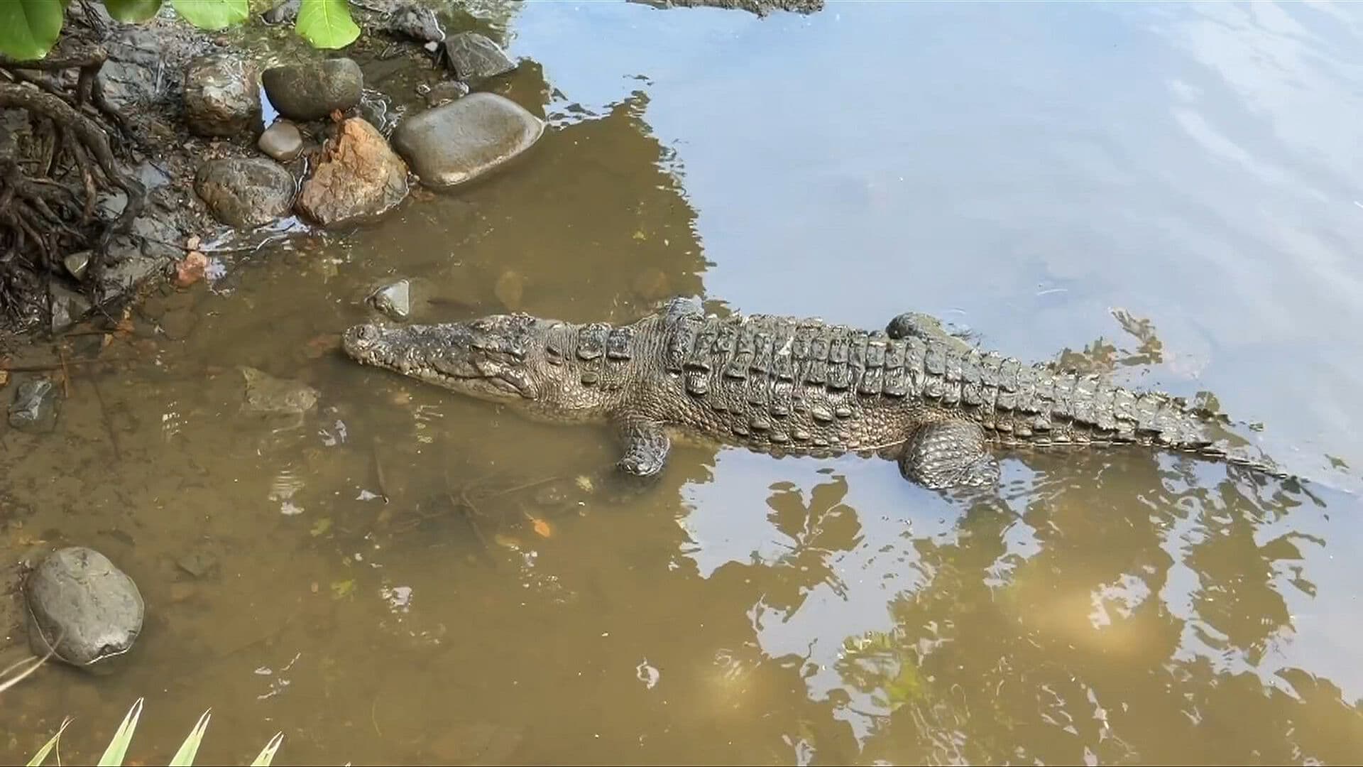 Inquietud entre Turistas de Ixtapa por Varios Cocodrilos que Escaparon de Centro de Cuidado