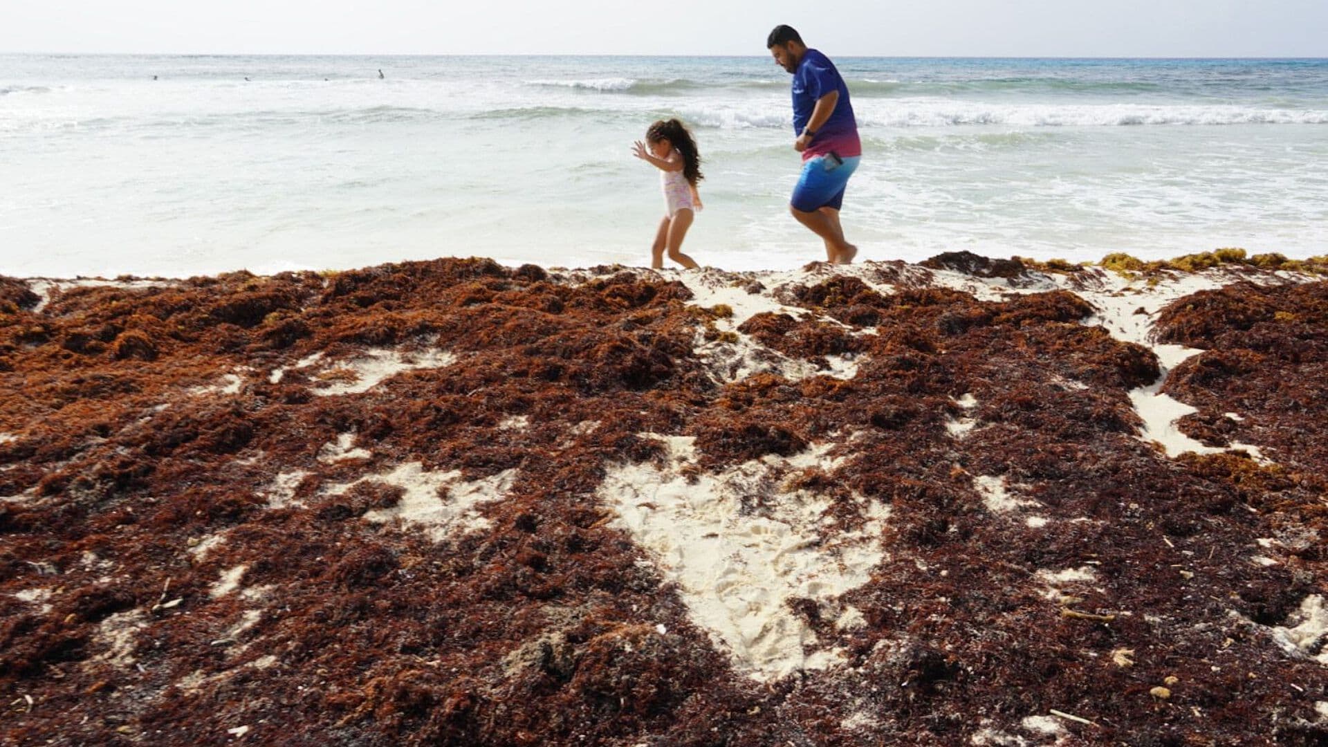 Montañas de Sargazo y un Mar Ocre; Así se ven las Playas de Tulum, Quintana Roo