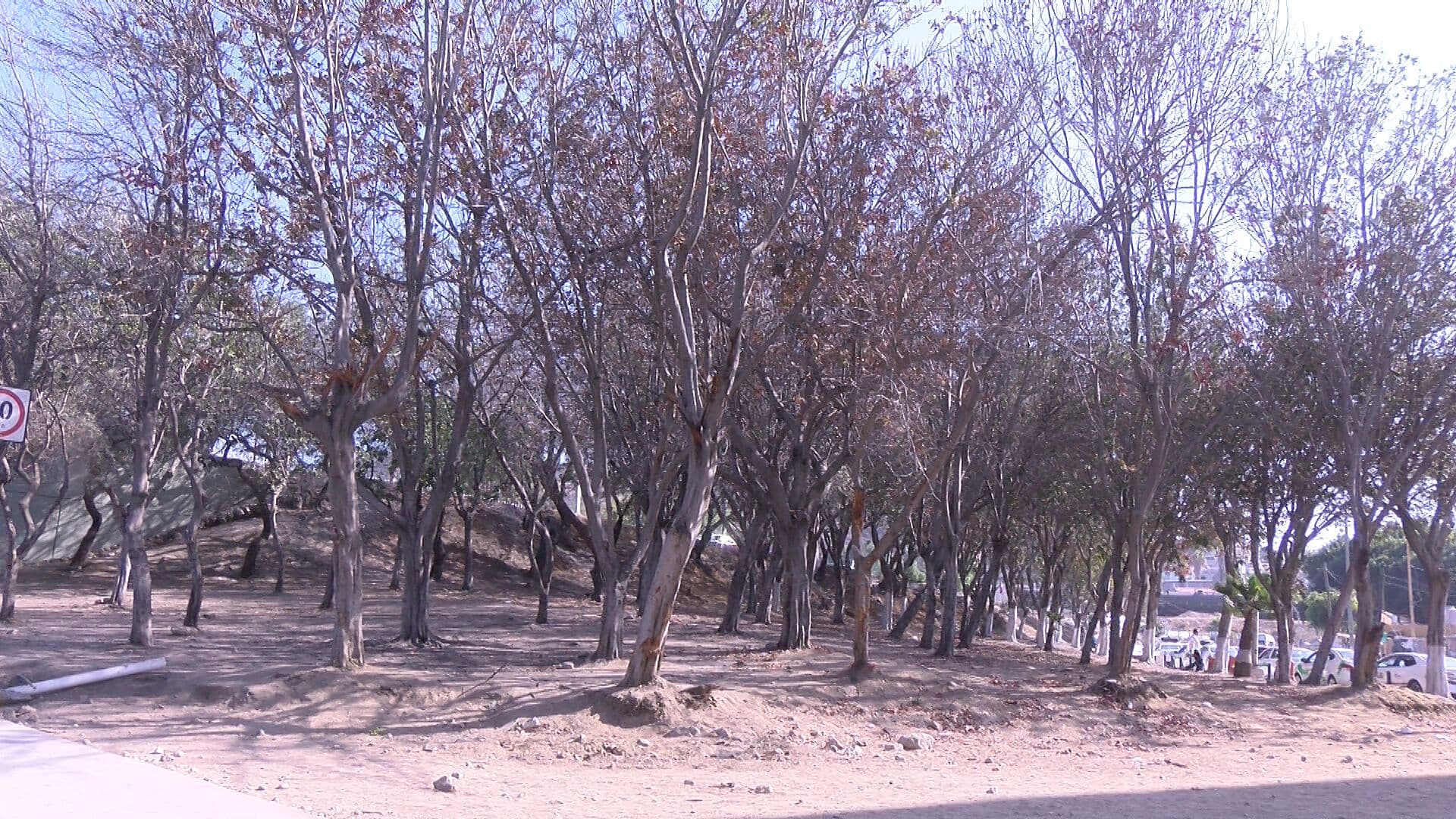 Denuncian Abandono de Áreas Verdes en la Garita de San Ysidro de Tijuana; Árboles se Secan