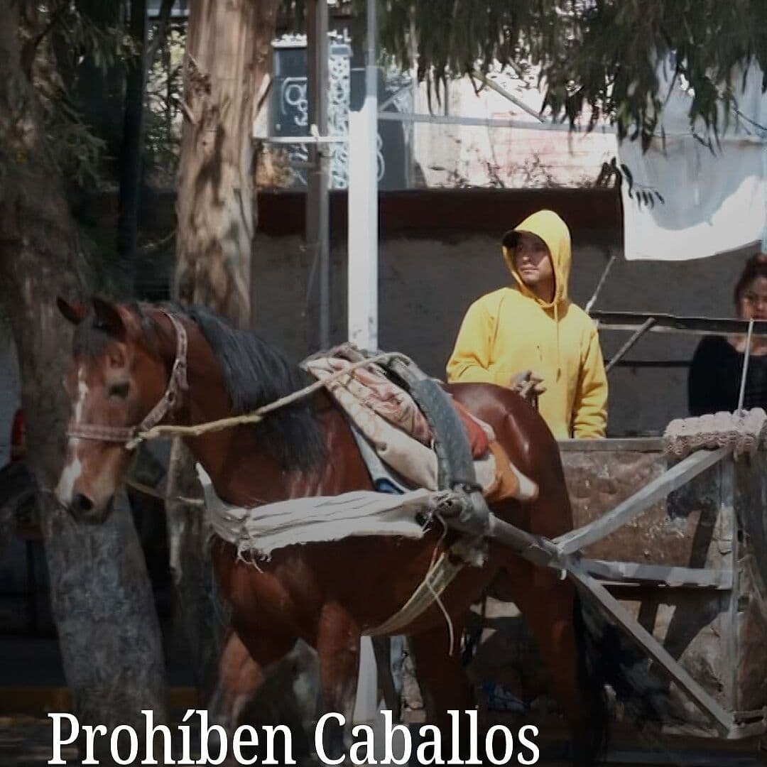 Prohíben Caballos Recolectores de Basura en Texmelucan
