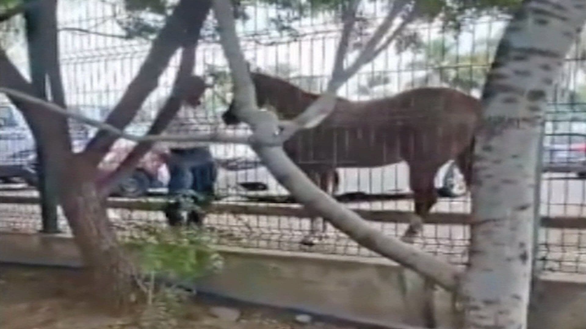 Escapa Caballo y se Mete al Parque Metropolitano en León Logran Agarrarla
