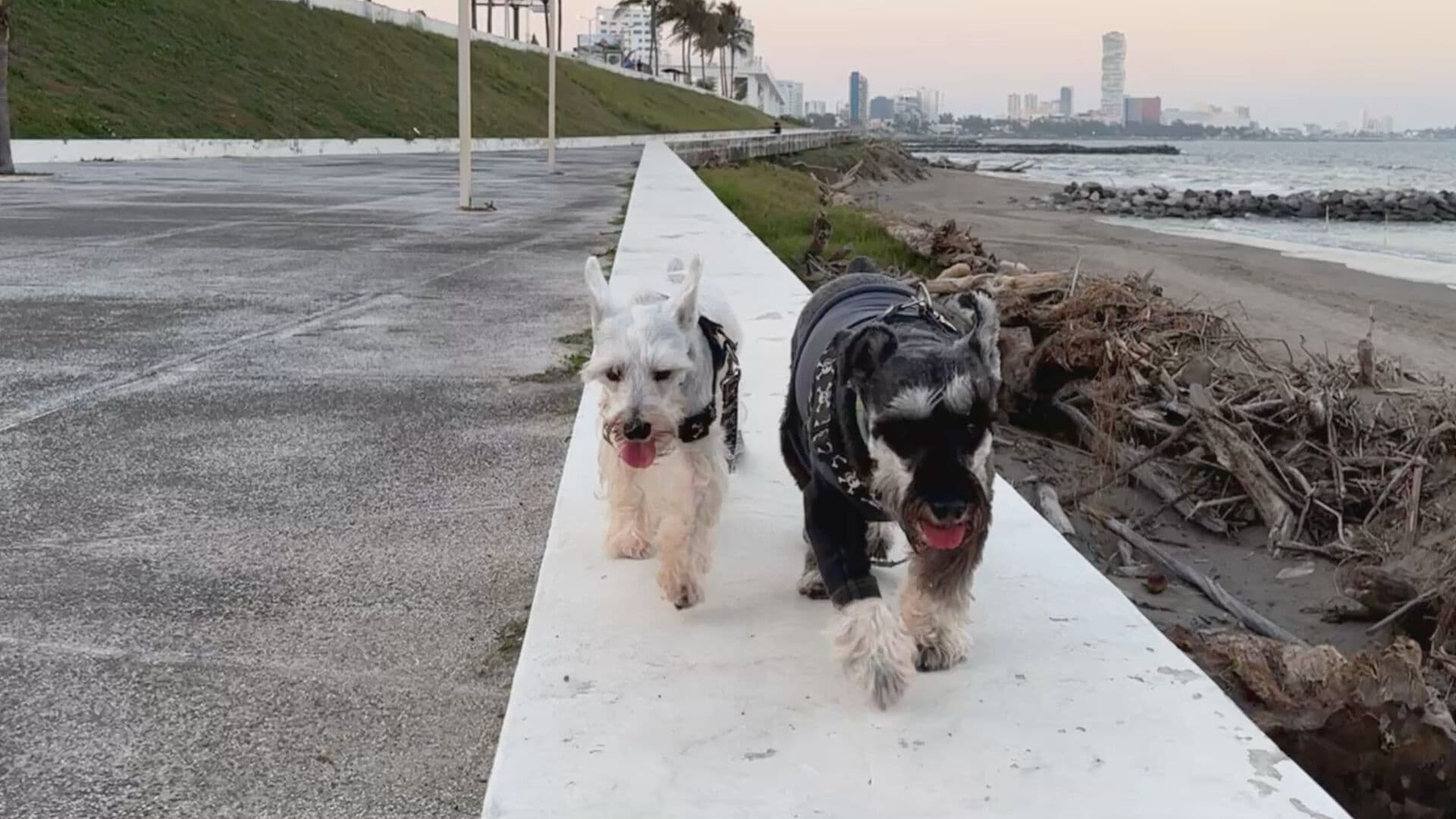 Sabías que Existe un Violentómetro Animal en Veracruz Conoce de Qué se Trata