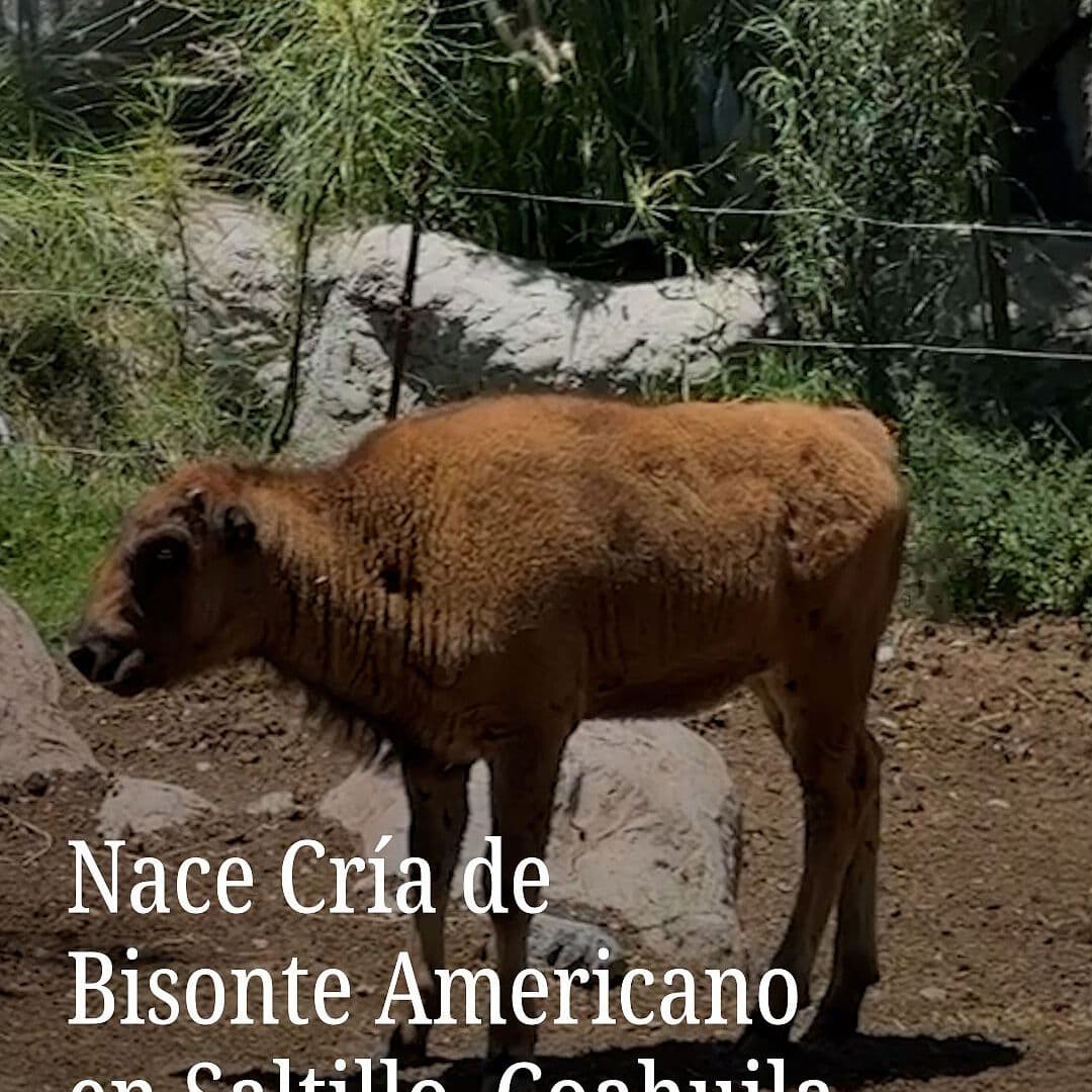 Nace Cría de Bisonte Americano en Saltillo, Coahuila