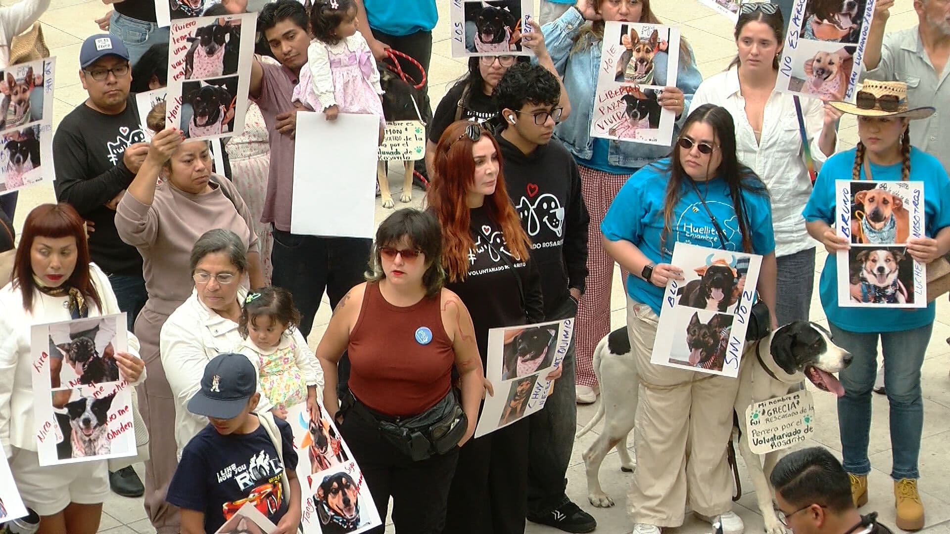 Animalistas Piden Reabrir el Acceso al Voluntariado en Control Animal de Rosarito