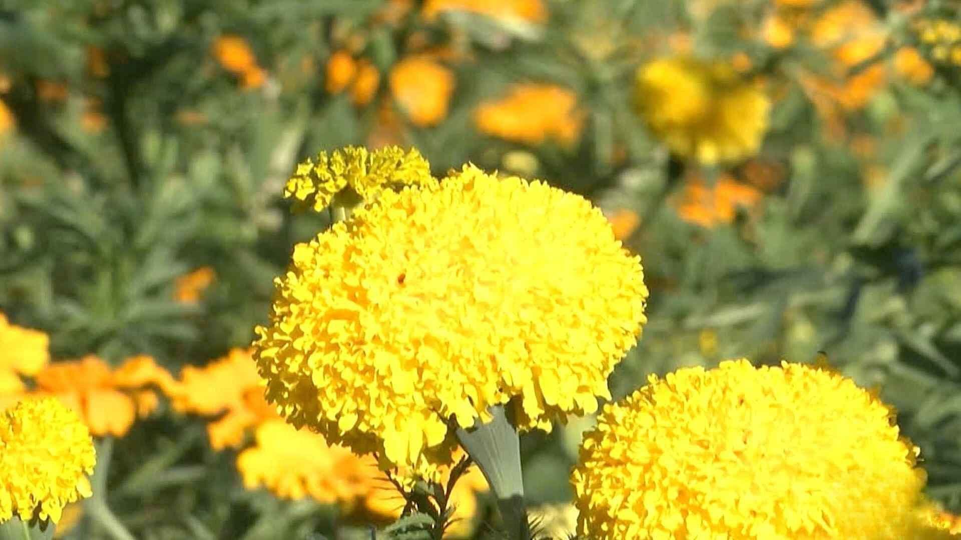 Comienza la Siembra de Flor de Cempasúchil en el Valle de Juárez
