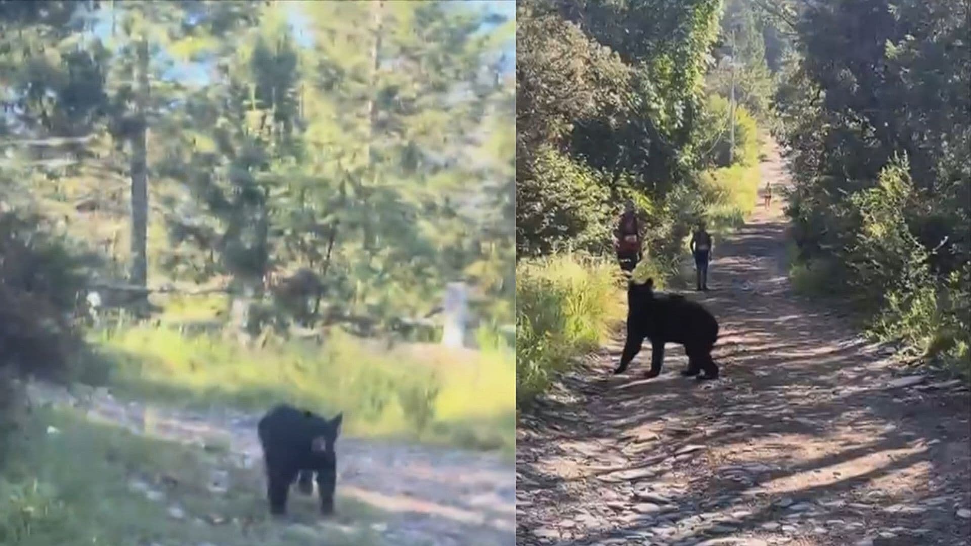 VIDEO | Aumentan Avistamientos de Osos Negros en Zonas Pobladas de Coahuila