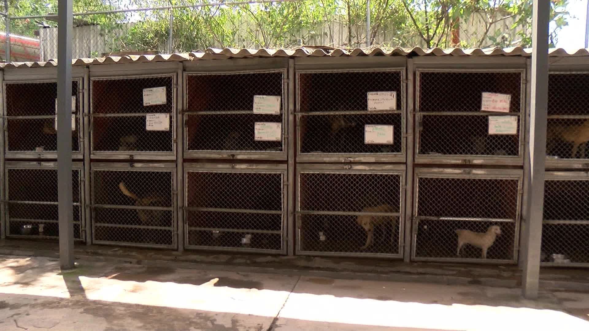 50 Perros en Tonalá Buscan un Hogar; ¿Cómo Puedo Adoptar?