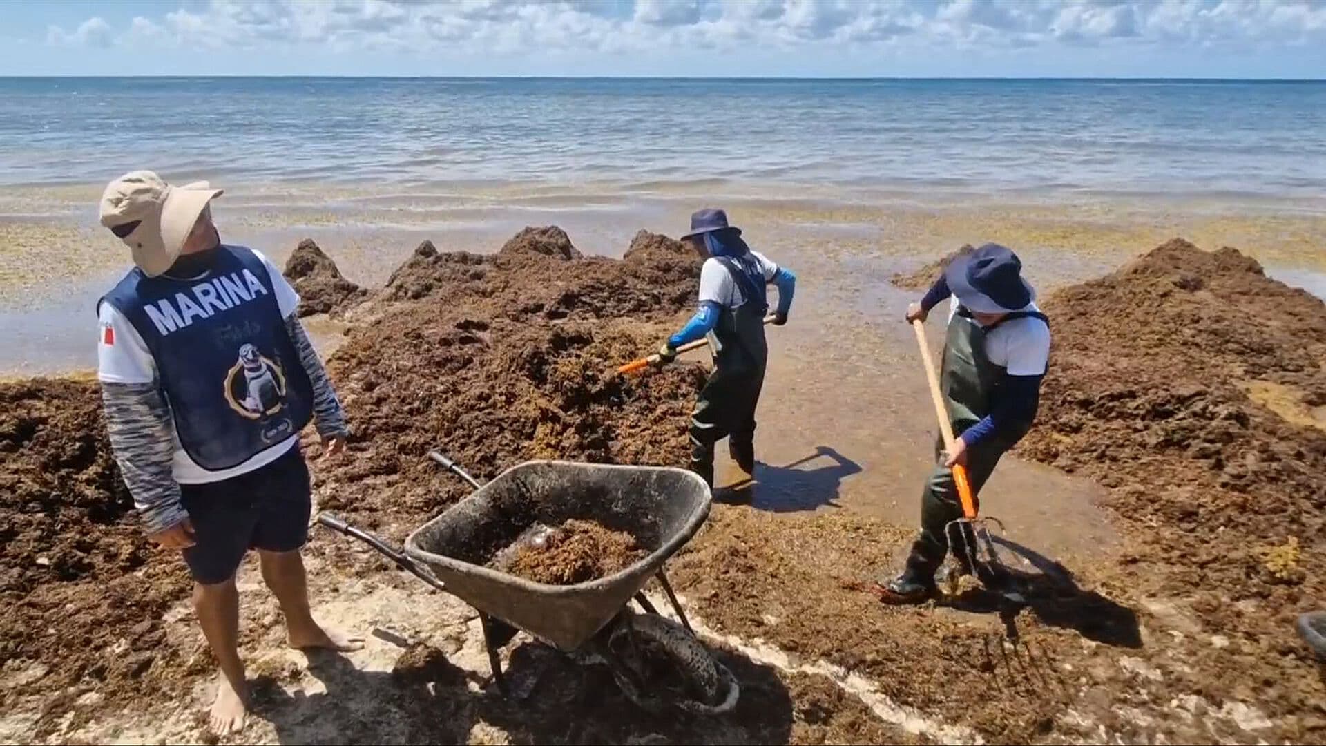 Sargazo en Quintana Roo se Convierte en Problema de Prioridad Nacional