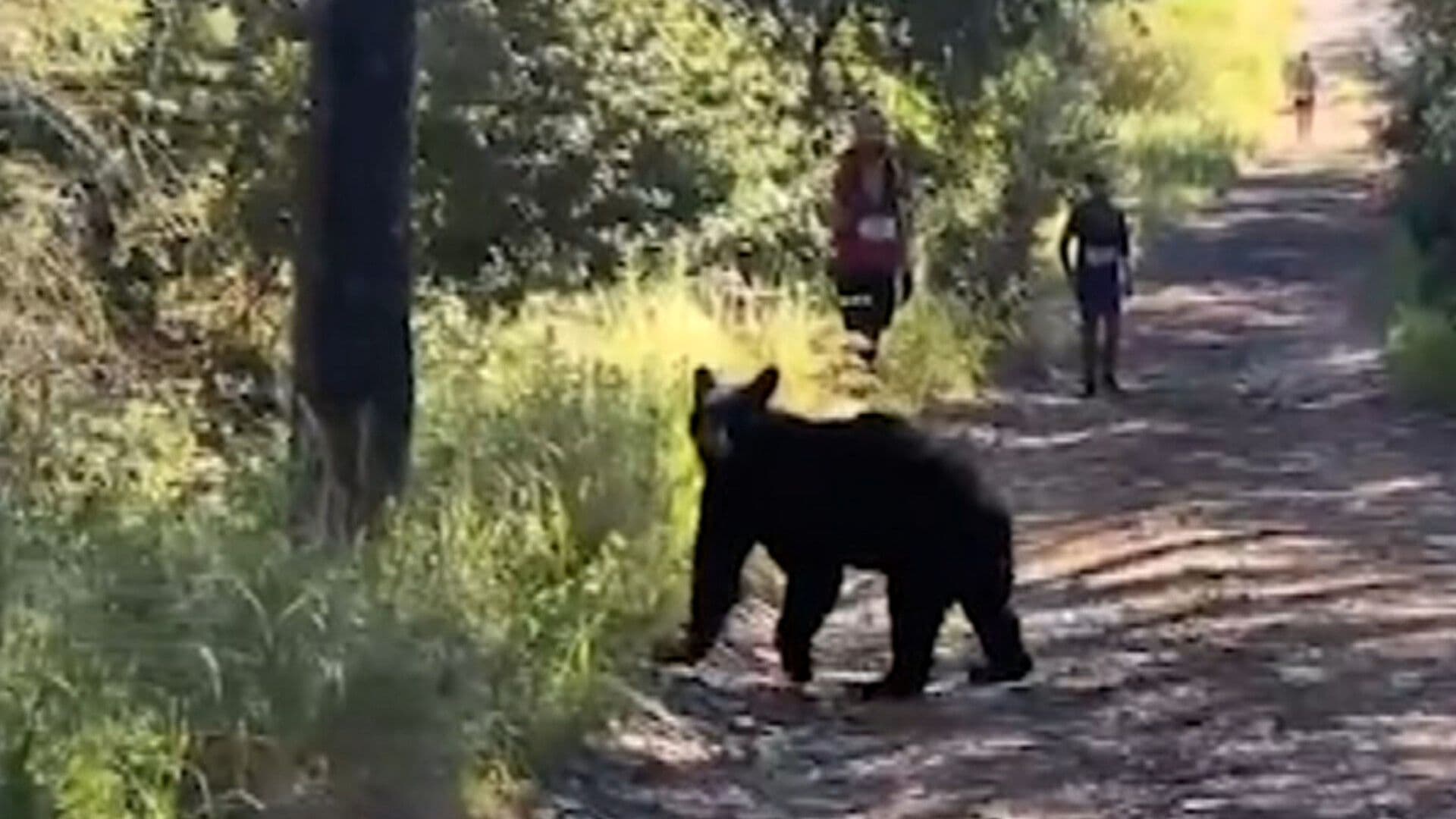 Crece el Avistamiento de Osos Negros en Zonas Pobladas de Coahuila