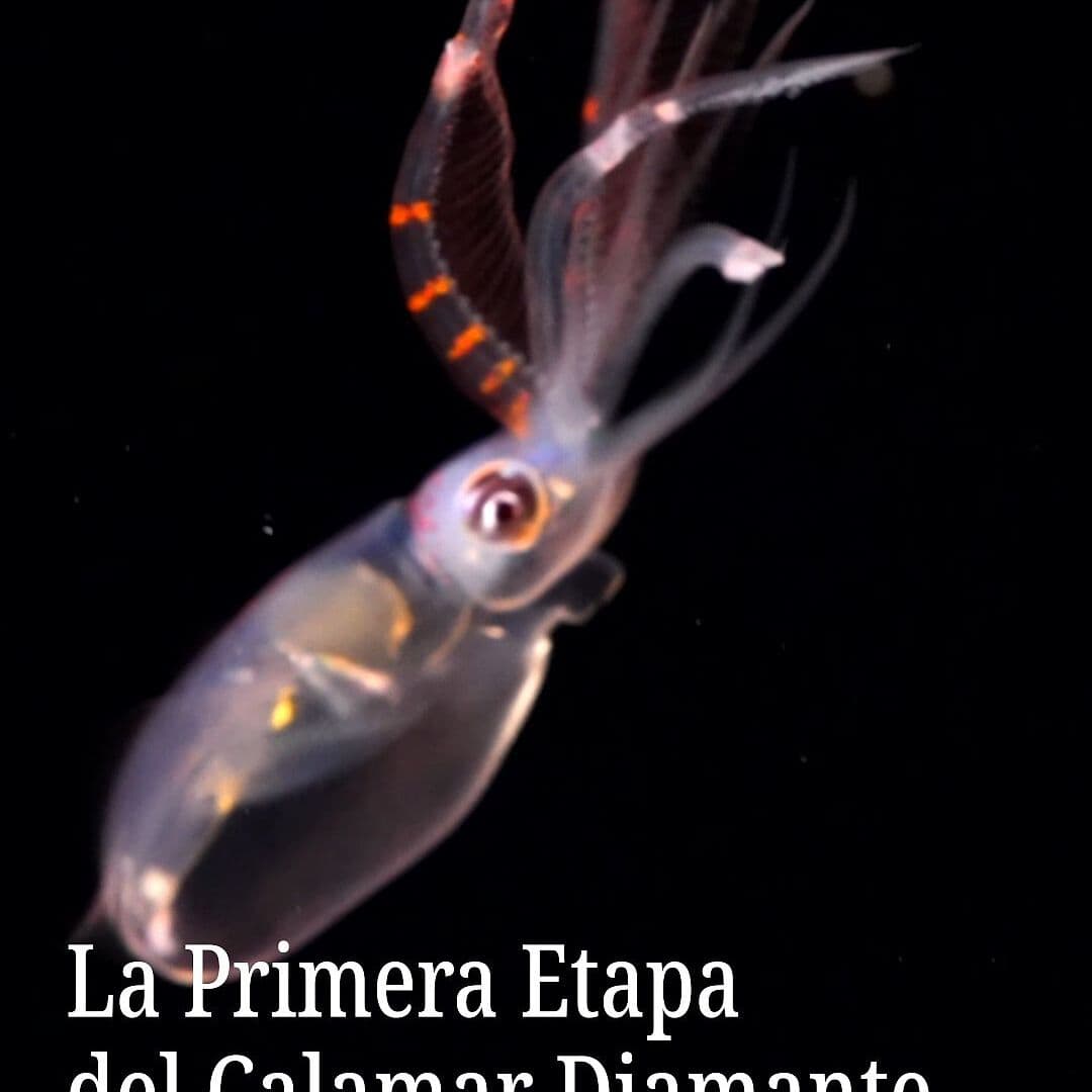 La Primera Etapa del Calamar Diamante