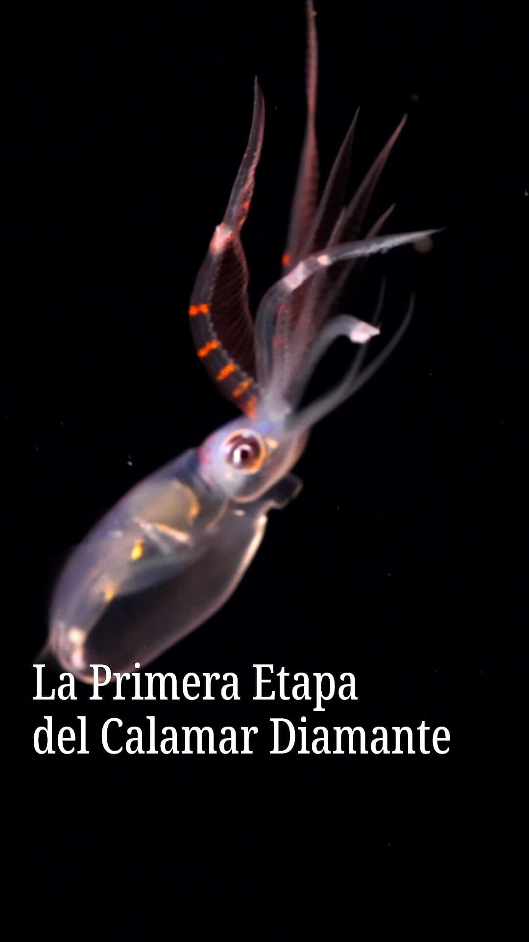 La Primera Etapa del Calamar Diamante