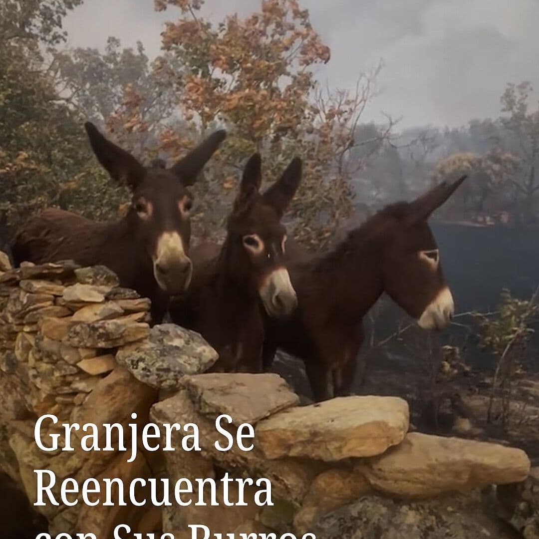 Granjera se Reencuentra con sus Burros tras Incendio