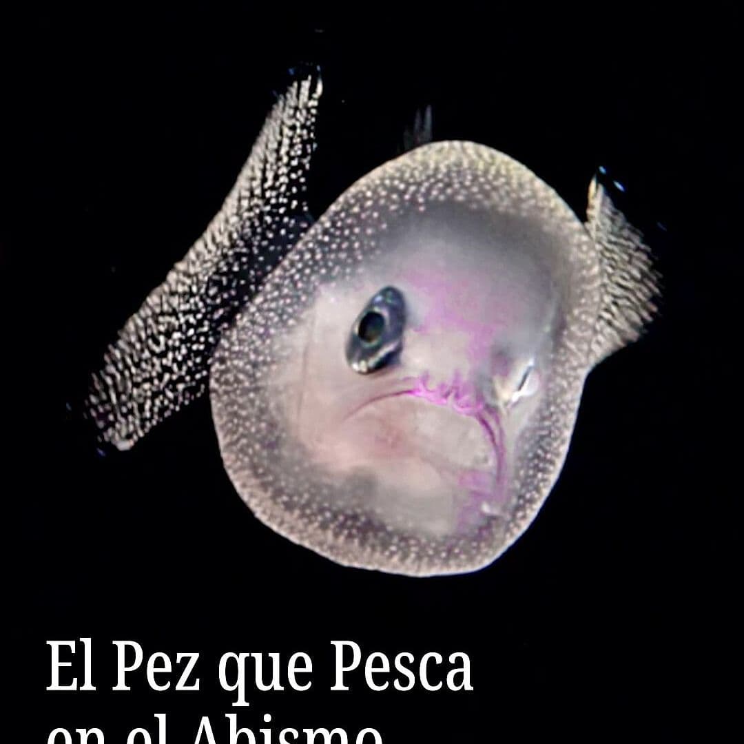 El Pez que Pesca en el Abismo