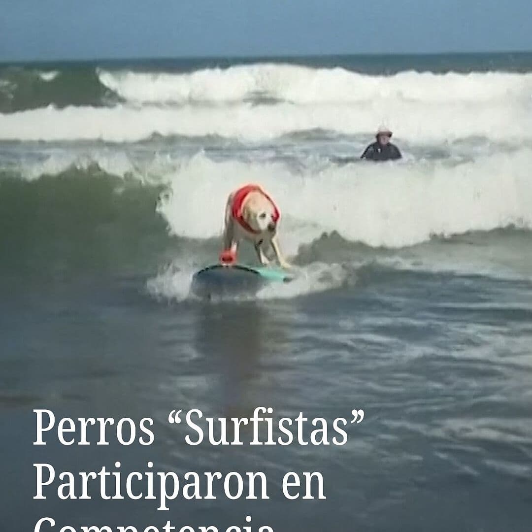 Perros “Surfistas” Participaron en Competencia