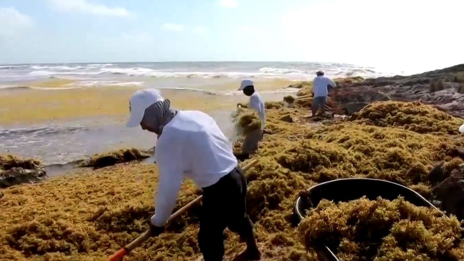 Sargazo en Quintana Roo Se Convierte en Prioridad Nacional por Arribo Masivo a Playas