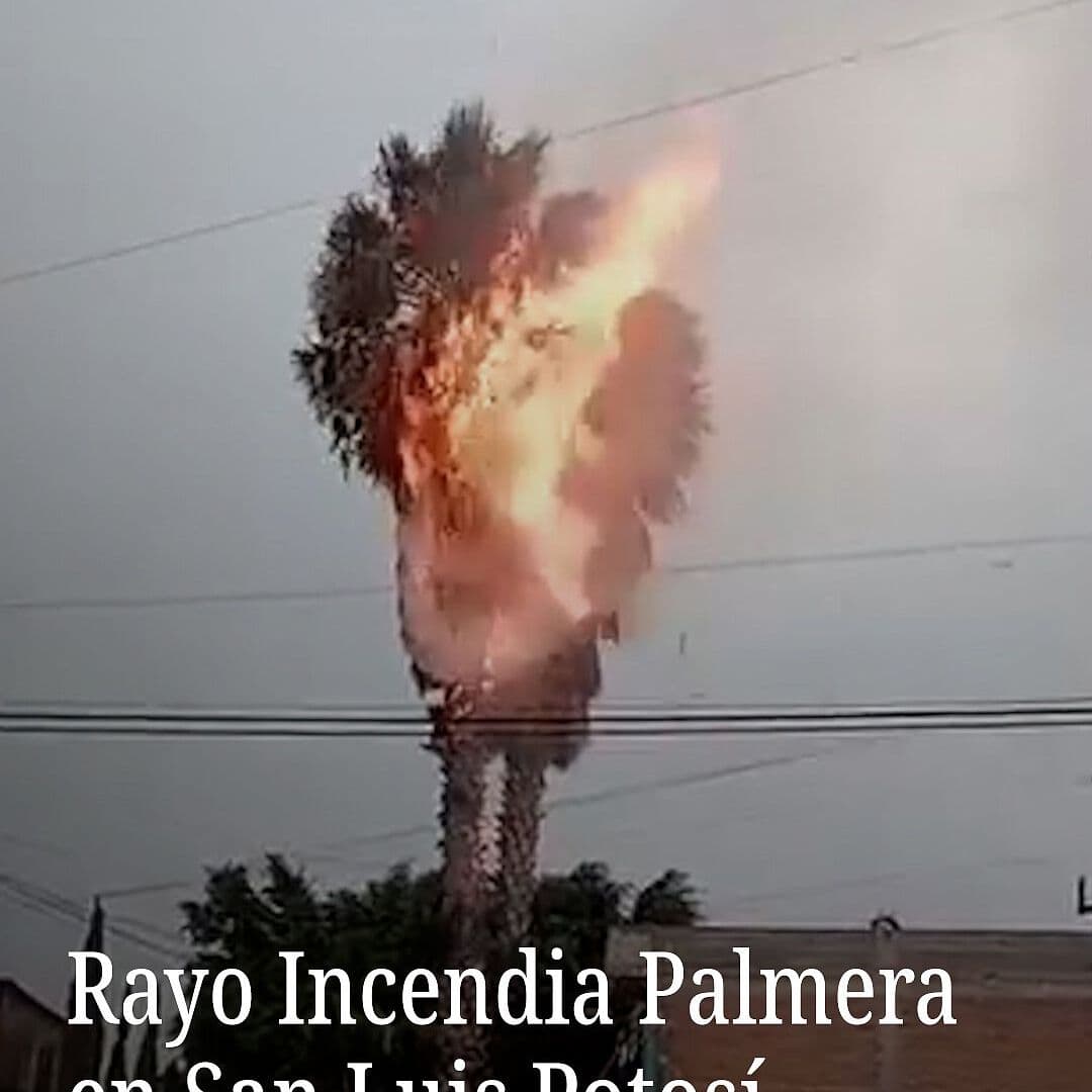Rayo Incendia Palmera en San Luis Potosí