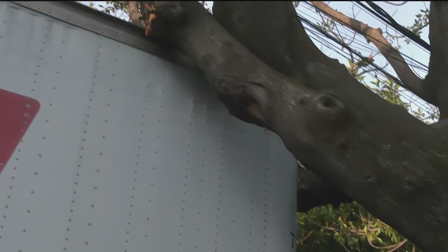 Árbol Cae sobre Tráiler; Cortes a la Circulación en Calle Benvenuto Cellini en Bento Juárez