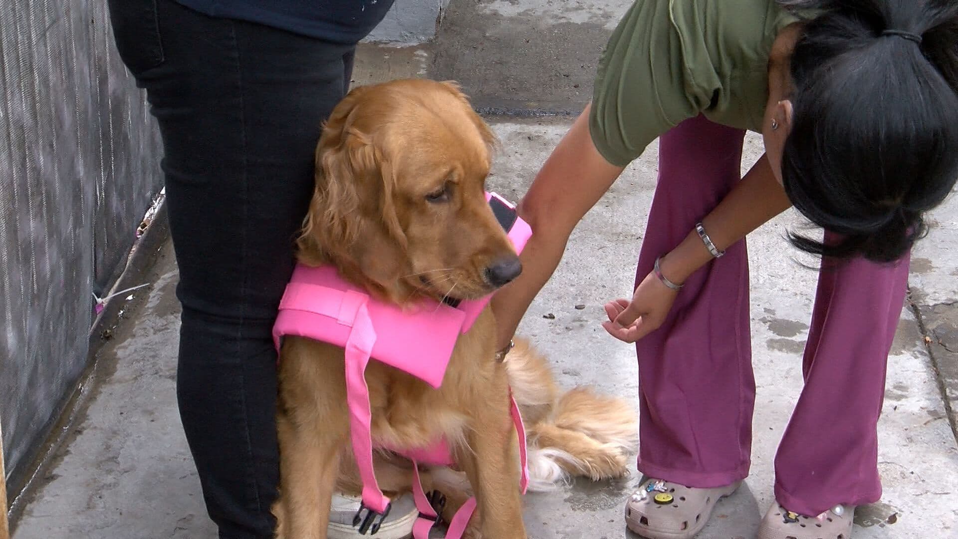 Golpe de Calor en Perros; Síntomas y Cómo Proteger a las Mascotas en Baja California
