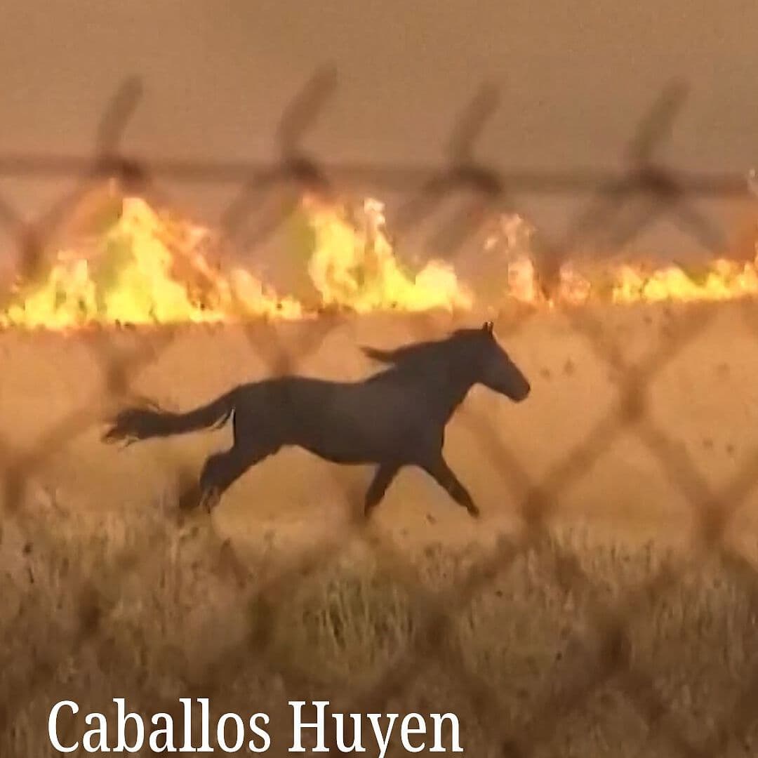 Caballos Huyen de Incendio en Grecia