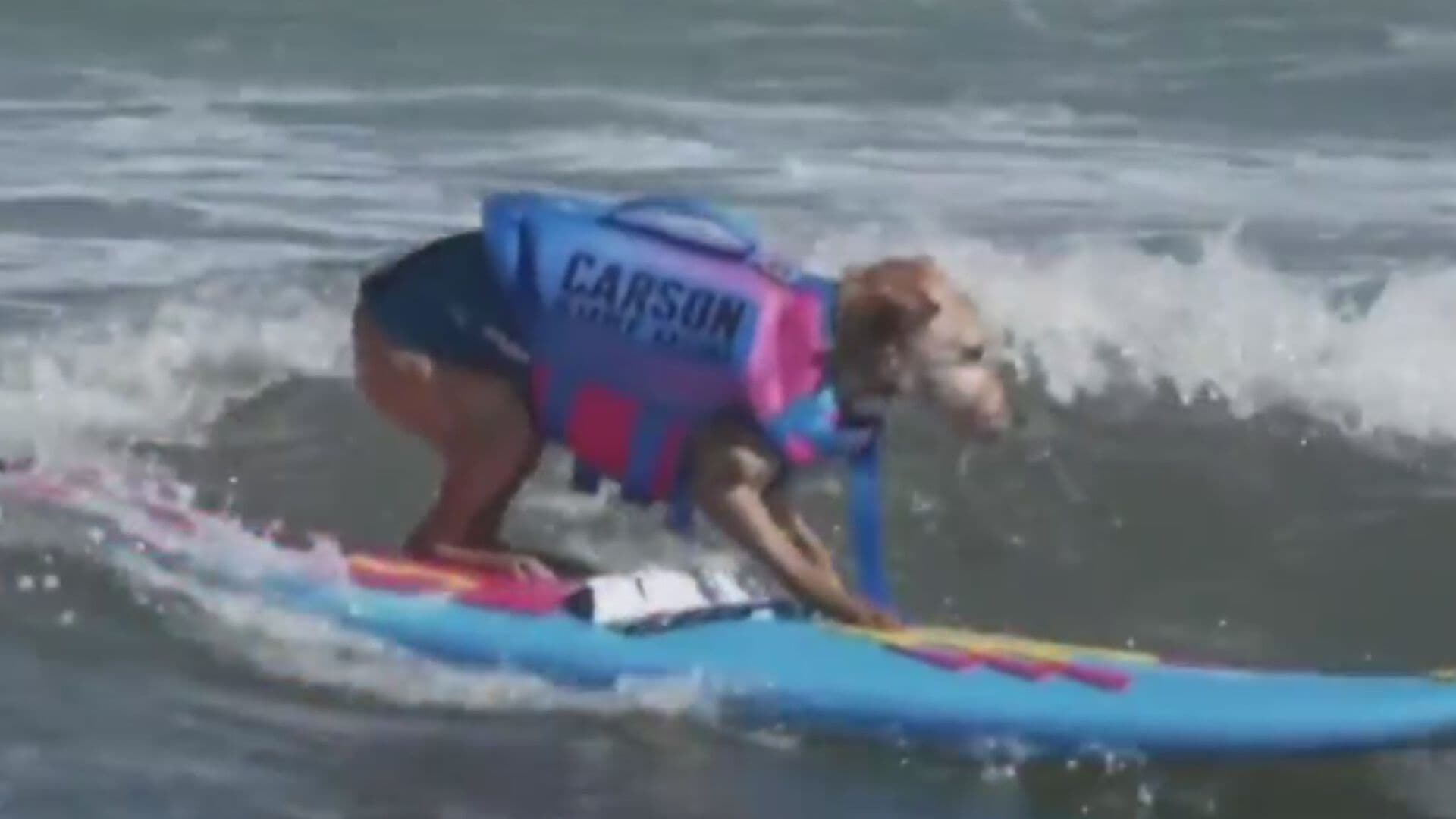 Perritos Dominan las Olas Durante Campeonato de Surf Canino