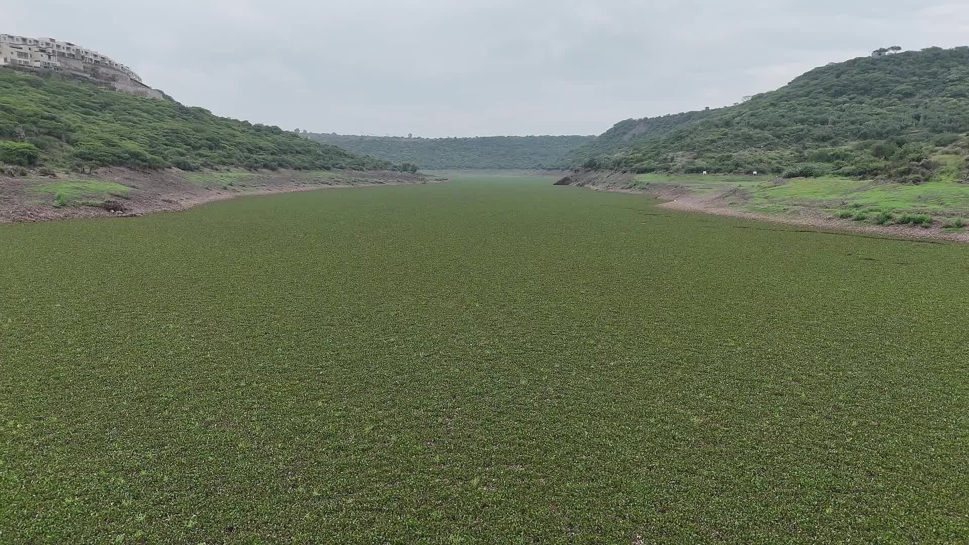 Lirio Acuático Ayuda a Limpiar el Agua, Pero Sin Control Puede Dañar Presas y Bordos