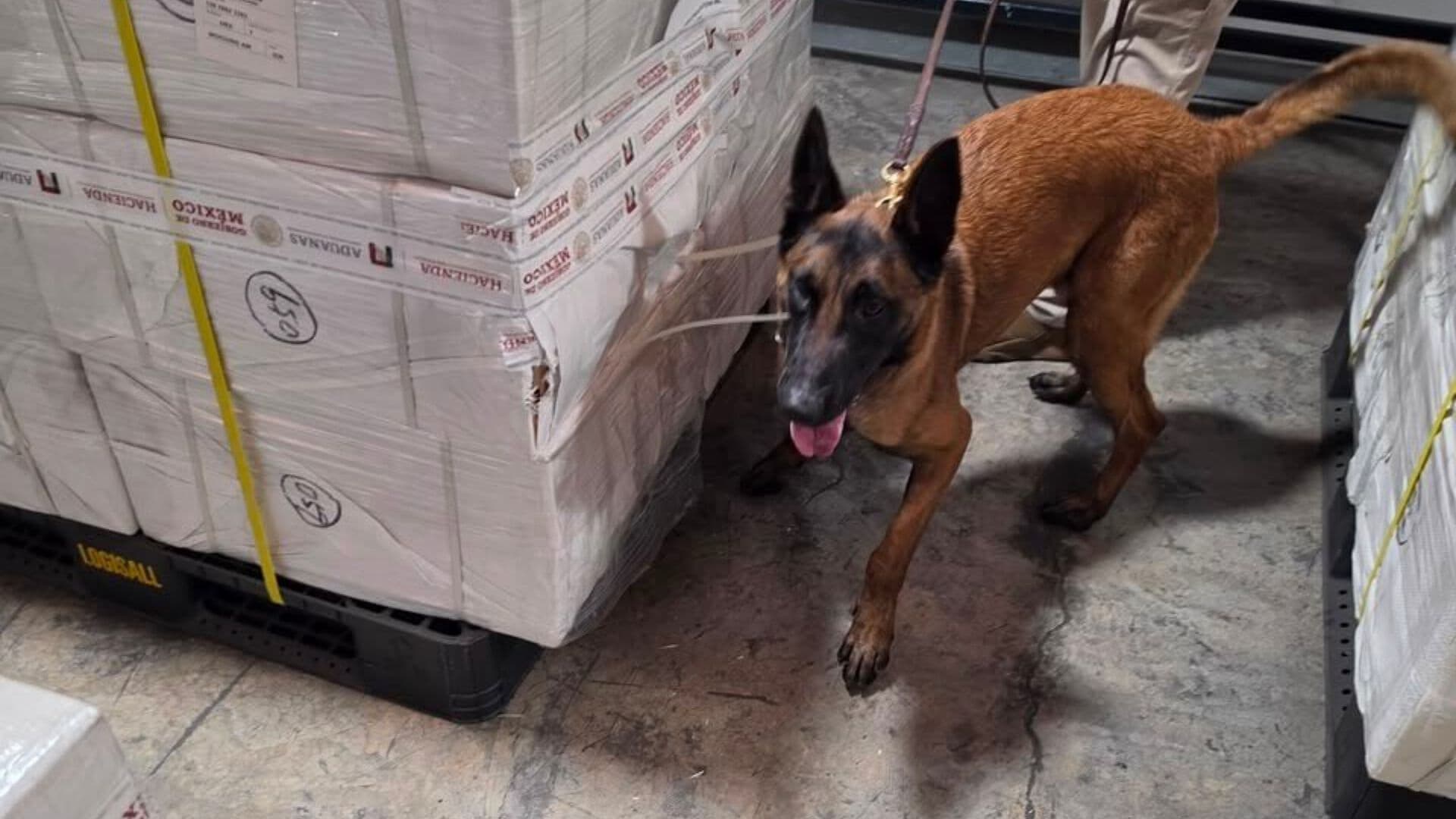 Aseguran 4 Toneladas de Cigarros Ilícitos en el AICM