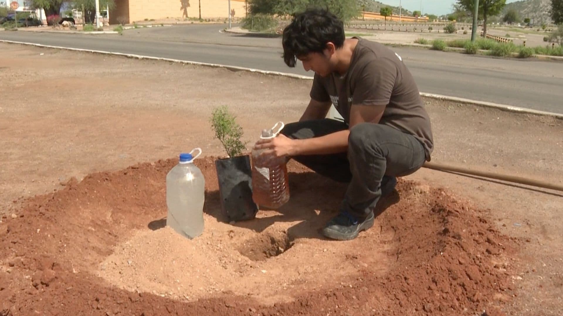 'El Chema' Reforesta Camellones Sembrando Árboles en Hermosillo, Sonora