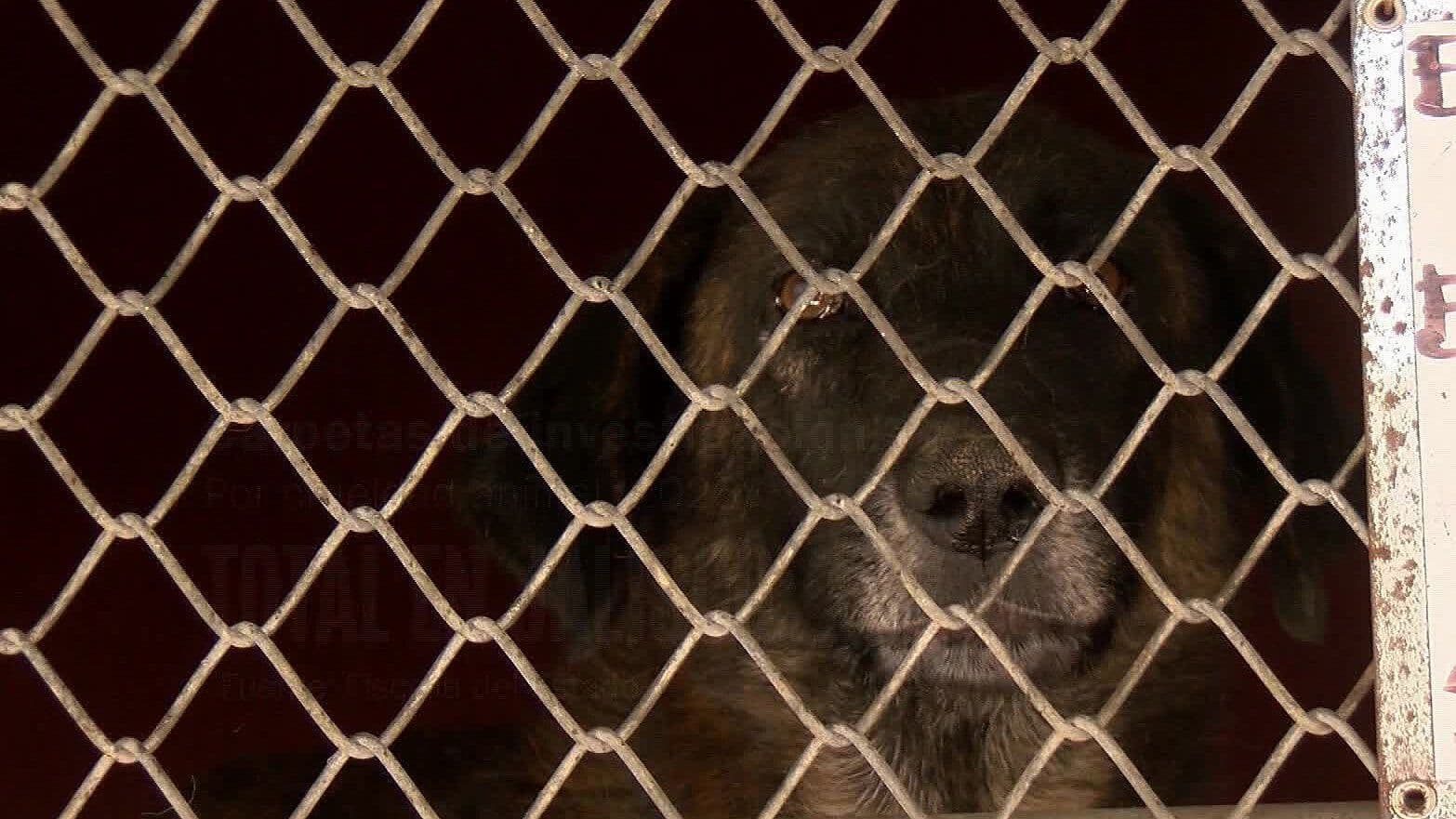 Fiscalía de Jalisco ha Iniciado Más de 130 Investigaciones por Maltrato Animal en 2026