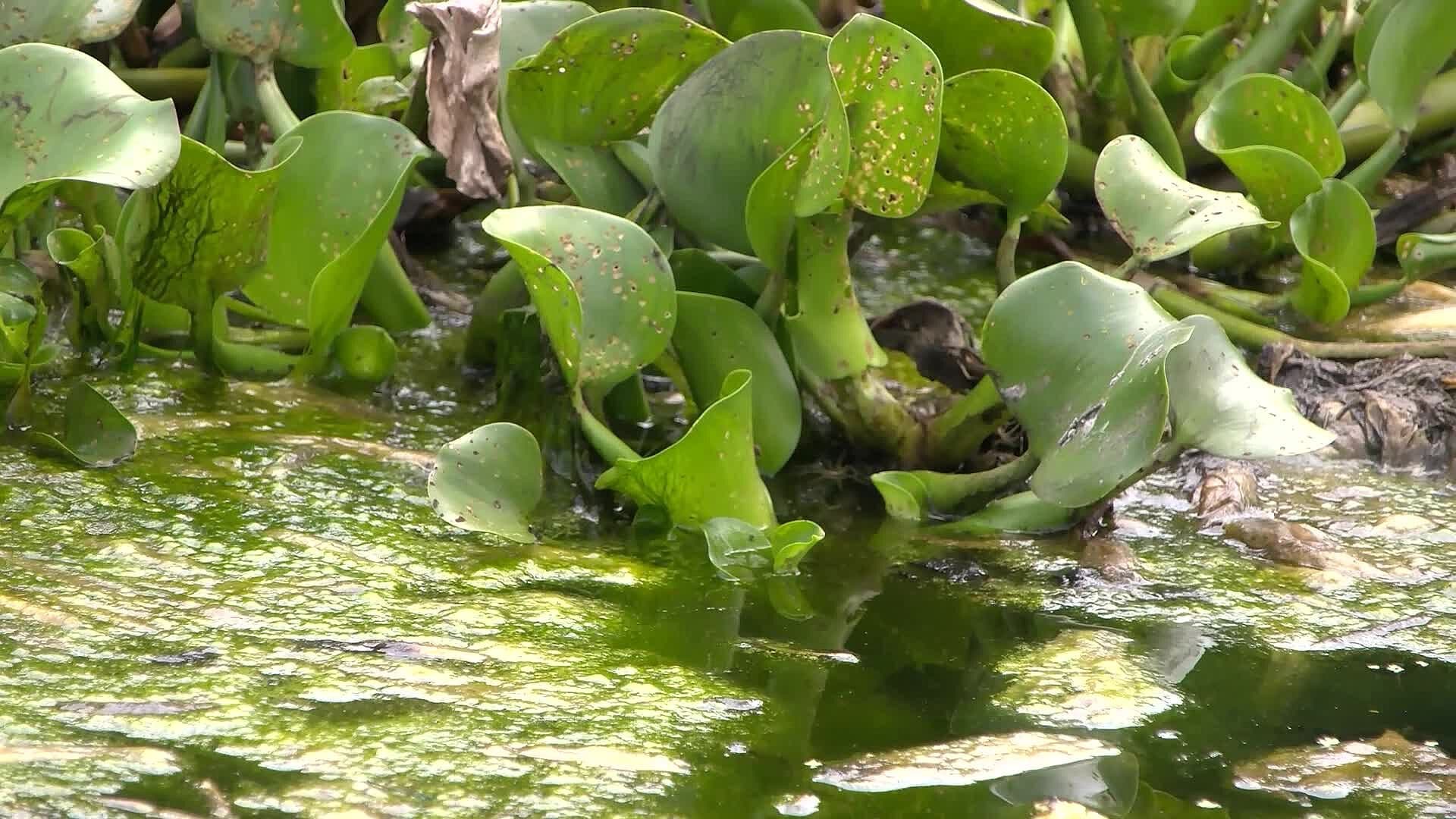 Protección Civil Apoyará Limpieza de Lirio en la Presa del Batán en Querétaro