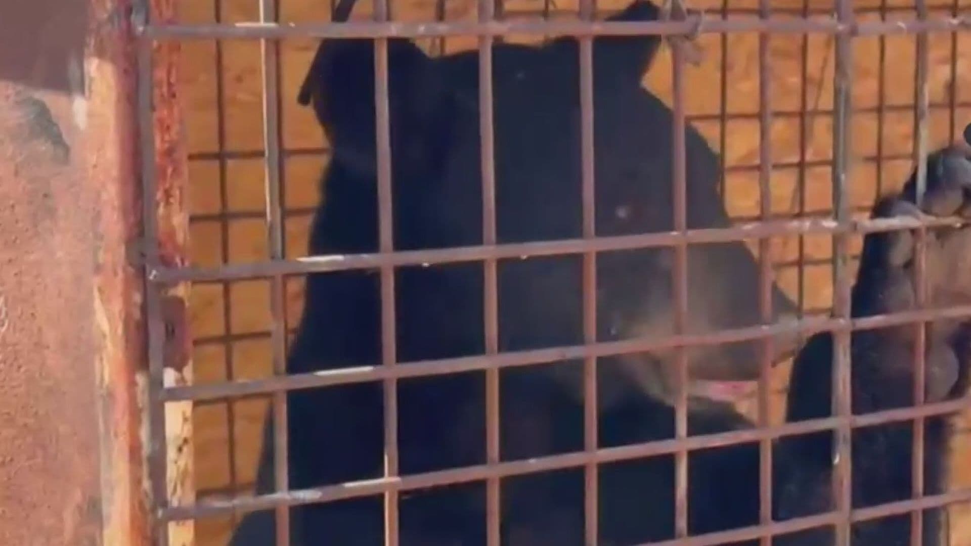 Busca Oso Agua y Comida en Salinas Victoria, Nuevo León