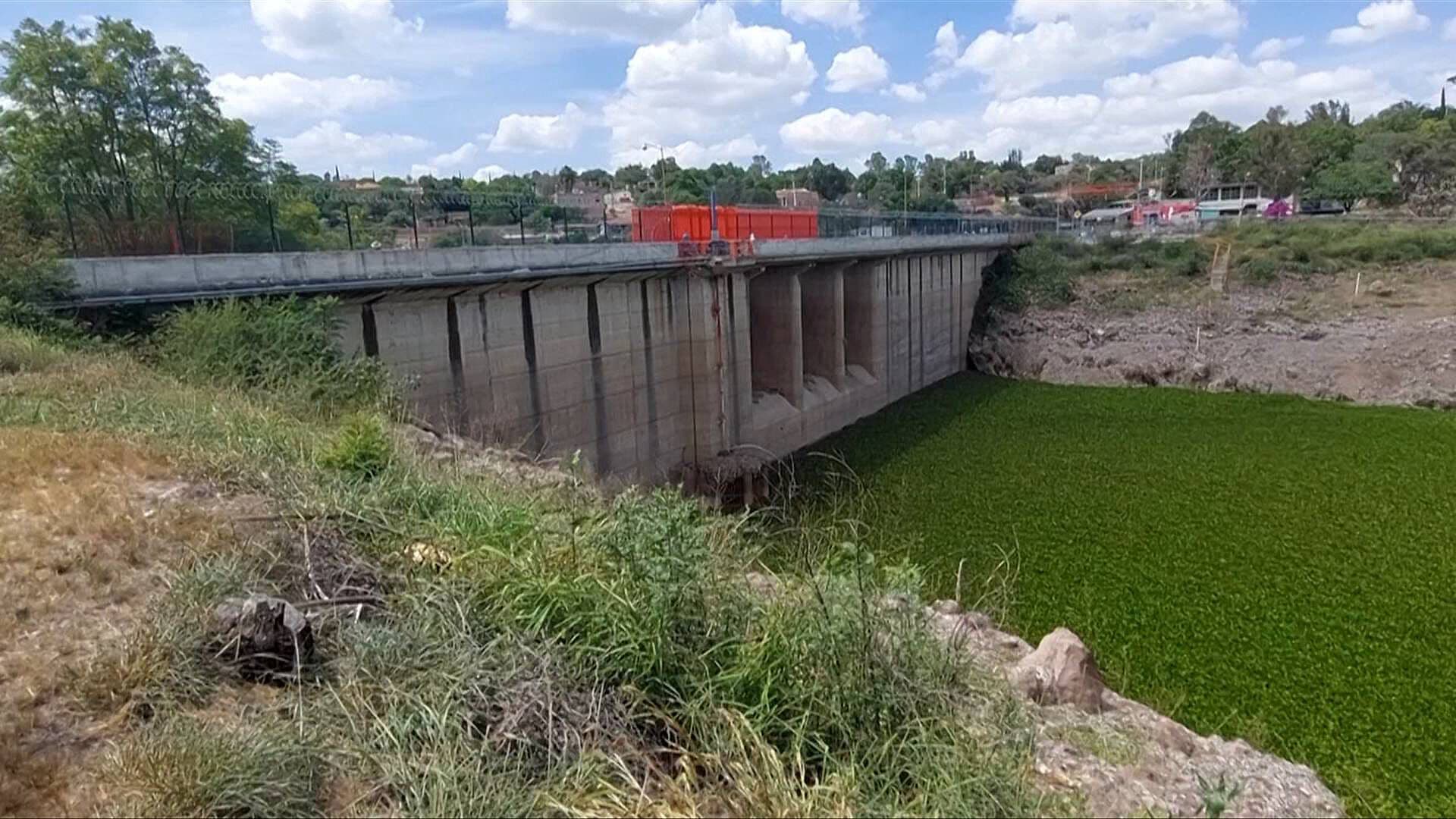 Proliferación del Lirio Acuático Afecta a Decenas de Cuerpos de Agua en Guanajuato