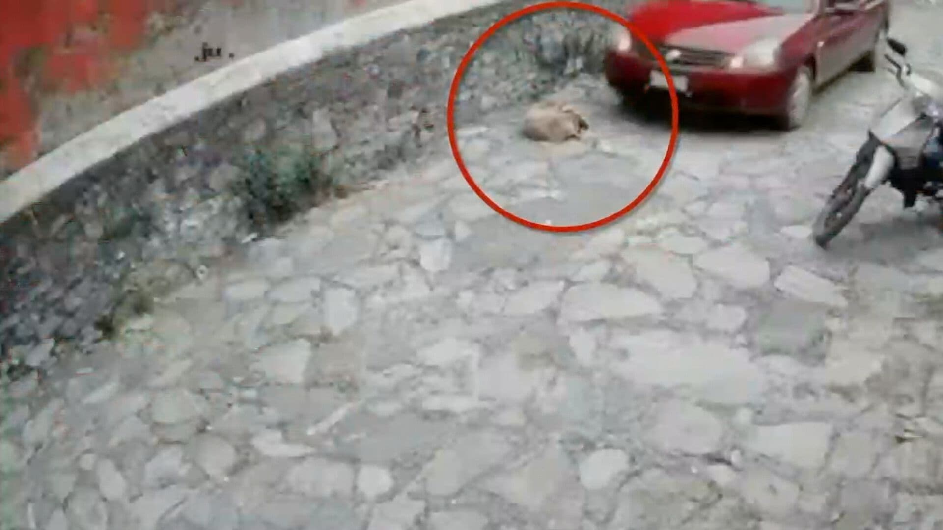 Muerto Perro Leo Atropellado Automóvil Zoquitlán Puebla Tres Semanas Internado