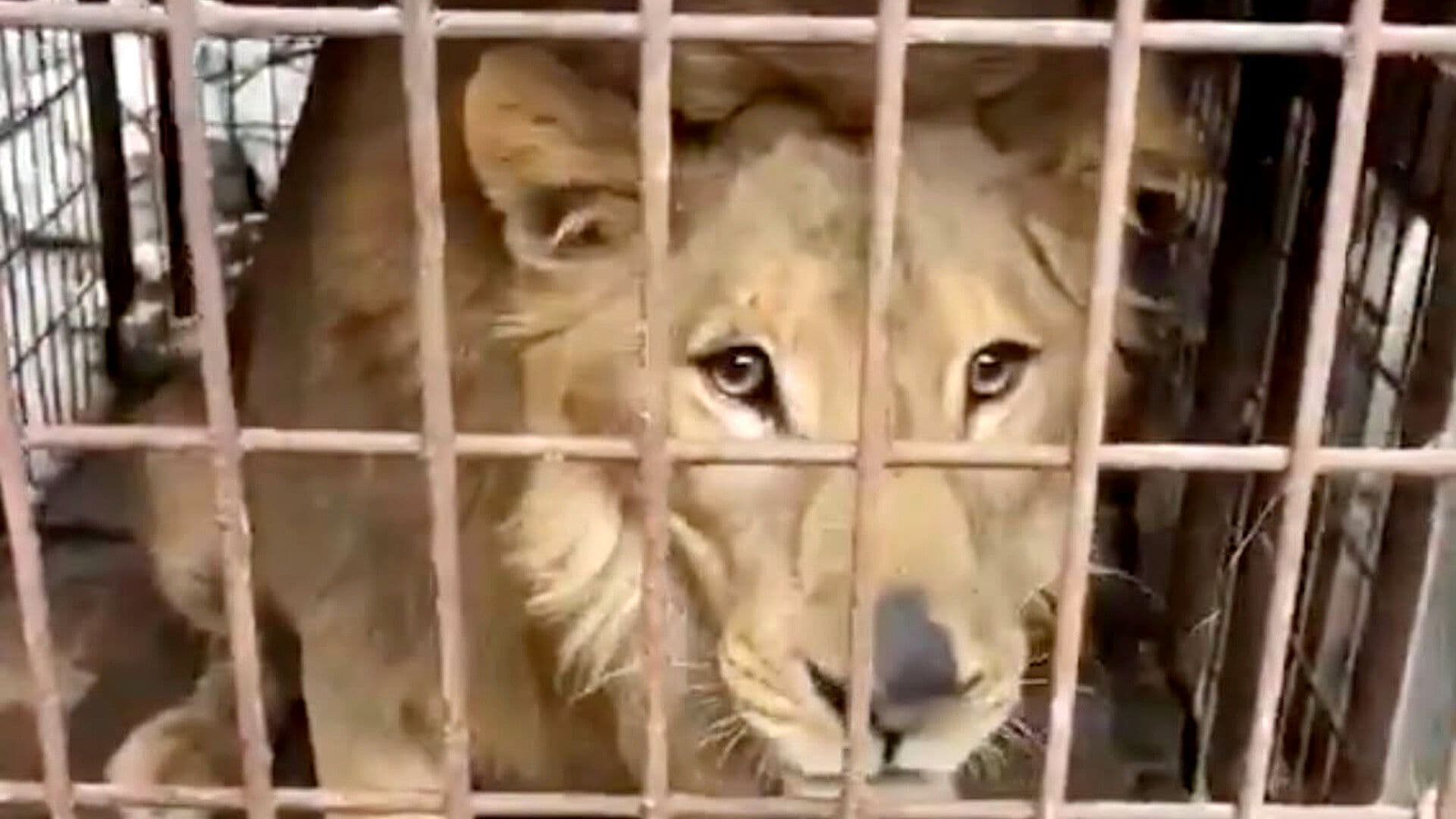 VIDEO: Hallan un León Dentro de una Casa en Matamoros, Tamaulipas