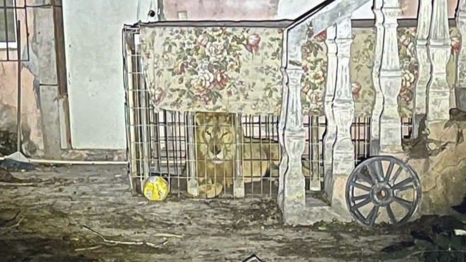 Profepa Decidirá Destino de Leones Localizados en Matamoros