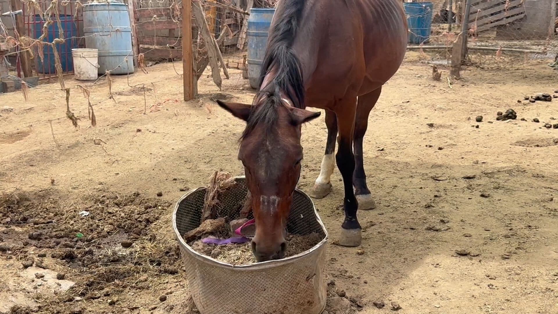 Retiran Dos Caballos de Renta Tras Operativo de Bienestar Animal en Playa Hermosa, Ensenada