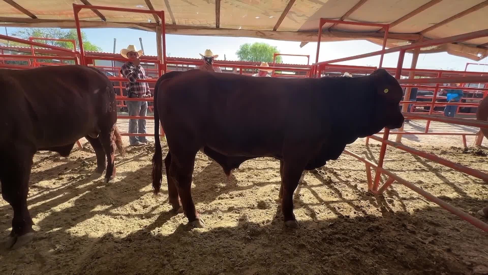SEDARH Atiende 80 Casos Activos de Gusano Barrenador en San Luis Potosí