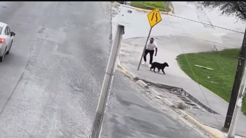 Para el Tráfico Automovilista para Salvar a Perrito en San Nicolás