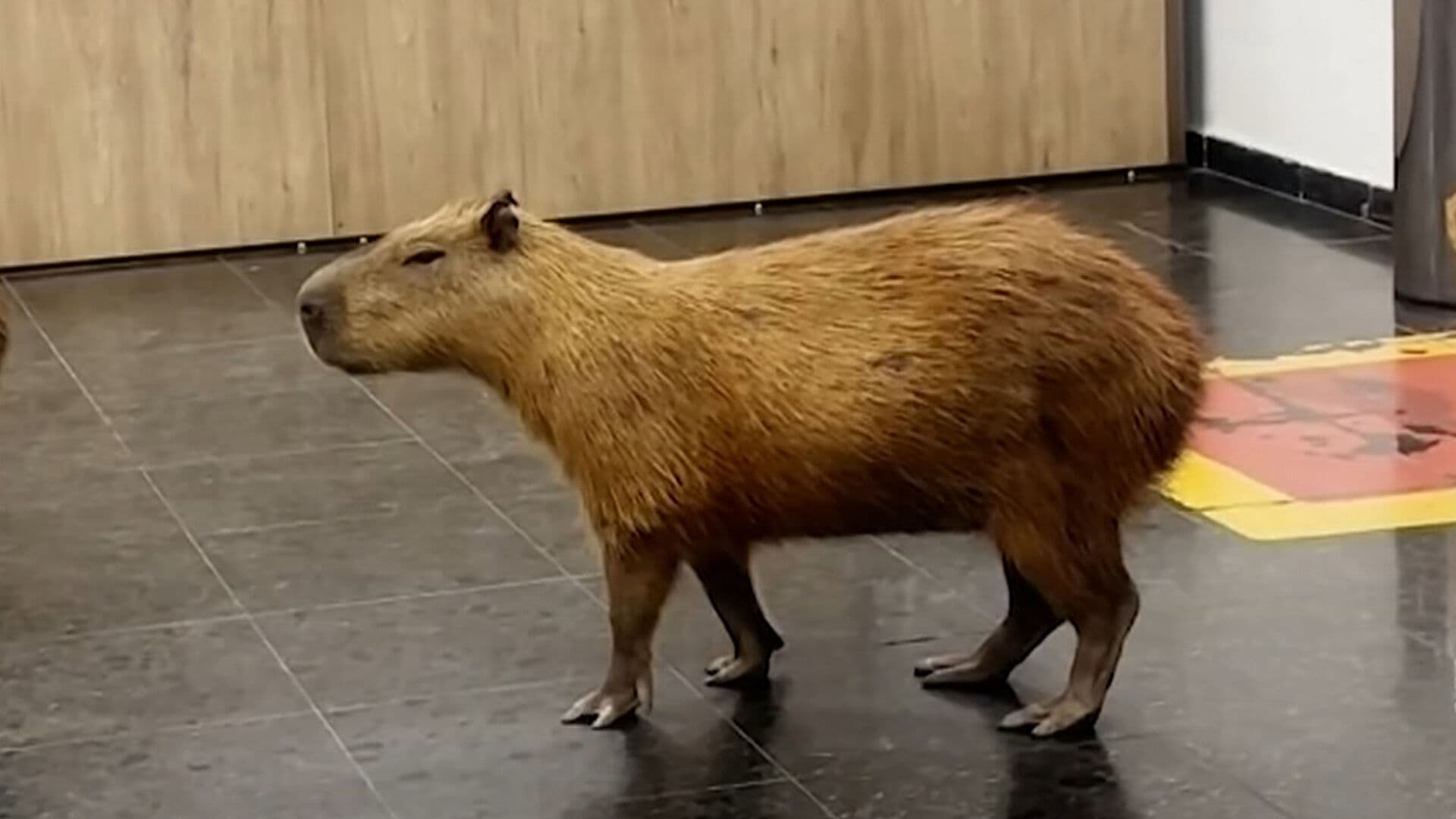 VIDEO: Capibaras Irrumpen en Edificio del Congreso de Brasil y Sorprenden a Funcionarios