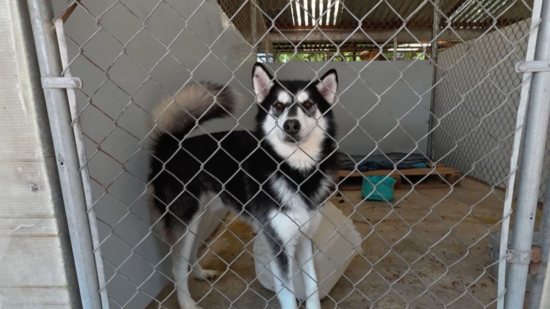 Buscan Hogar Para 20 Perros en Feria de Adopción en Aguascalientes